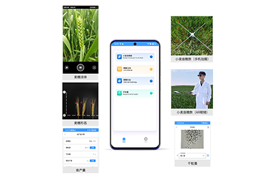 厦门市小麦亩穗数分析仪IN-XM02