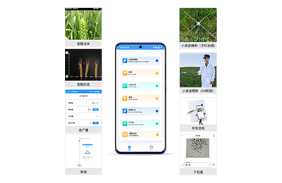 厦门市小麦表型测量仪IN-XM05